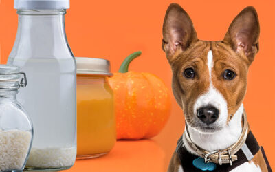 What home remedy can i give my dog for diarrhea?