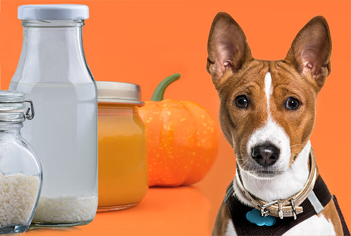 What home remedy can i give my dog for diarrhea?