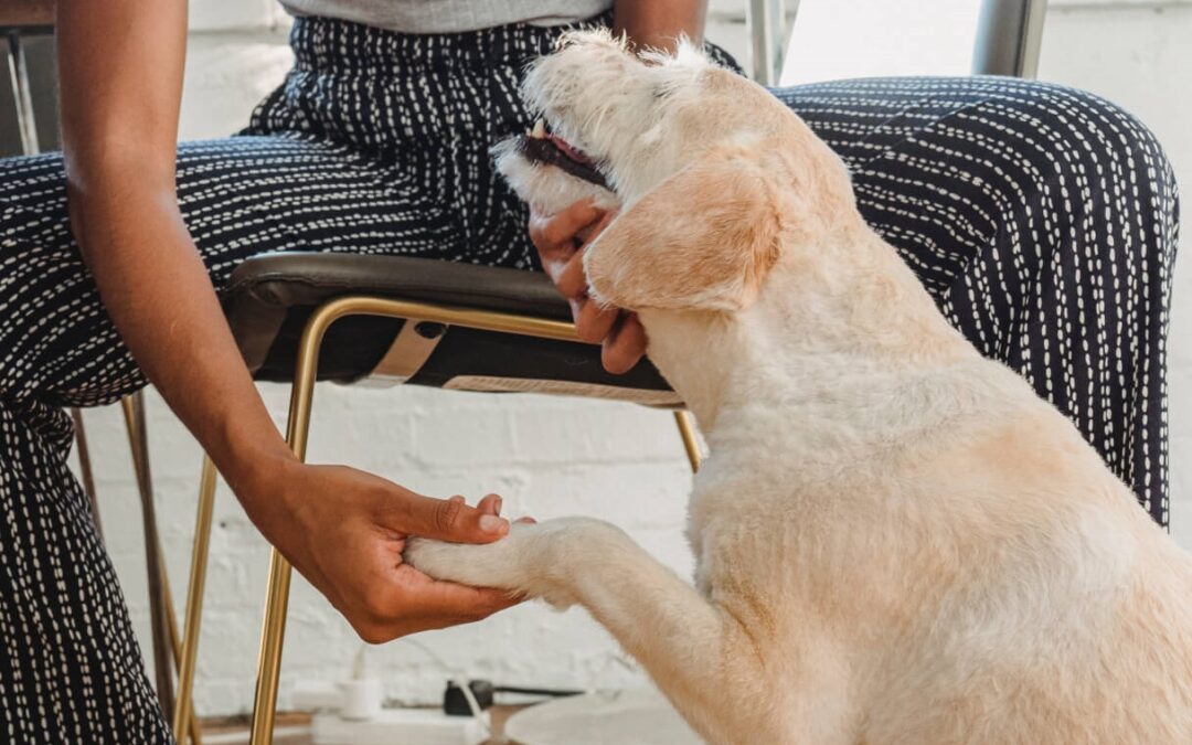 How to Stop Dog from Licking Paws Home Remedy: Comprehensive Guide