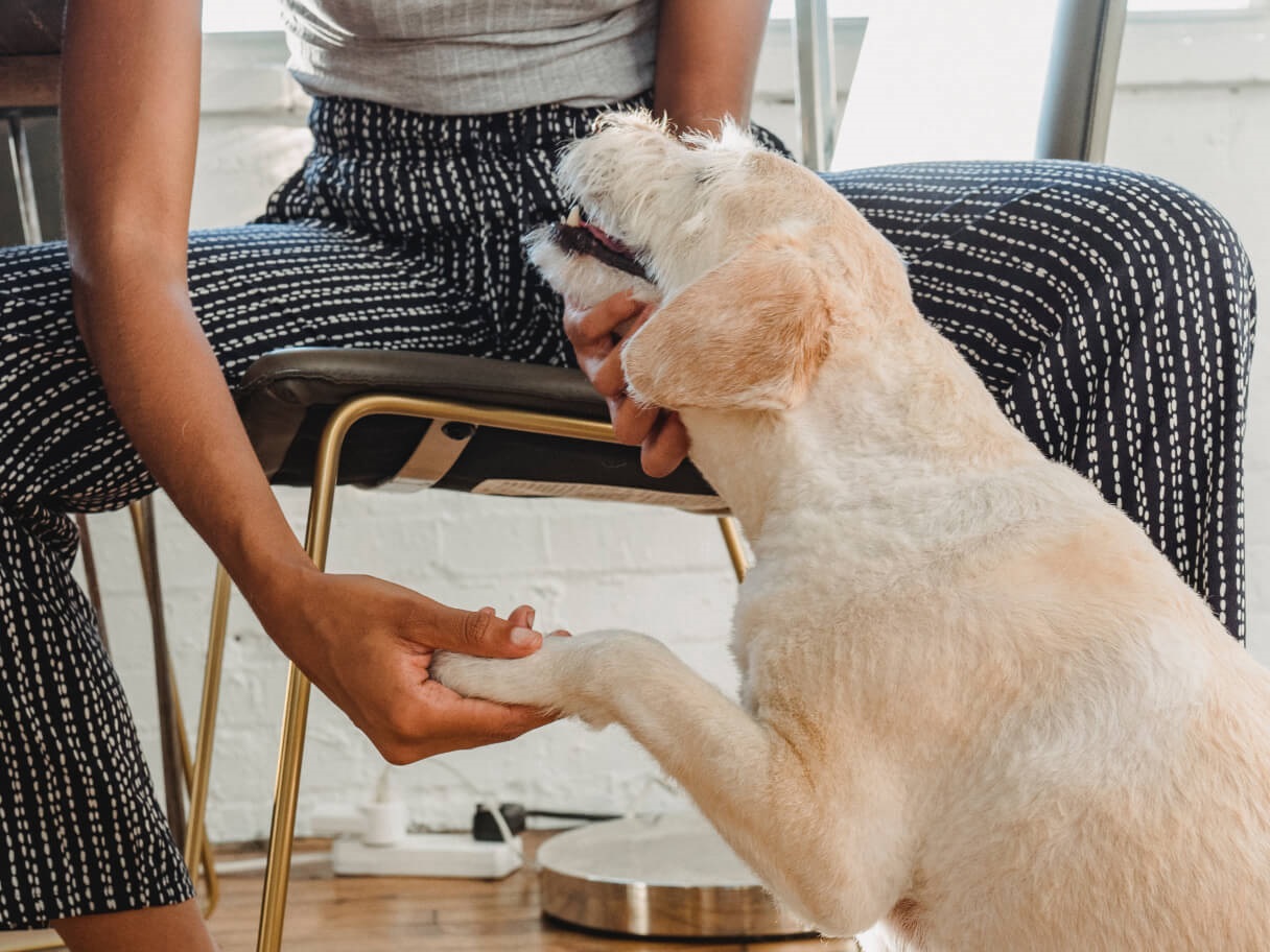 how to stop dog from licking paws home remedy