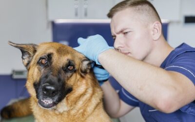 How to Treat Dog Ear Hematoma at Home: Comprehensive Guide