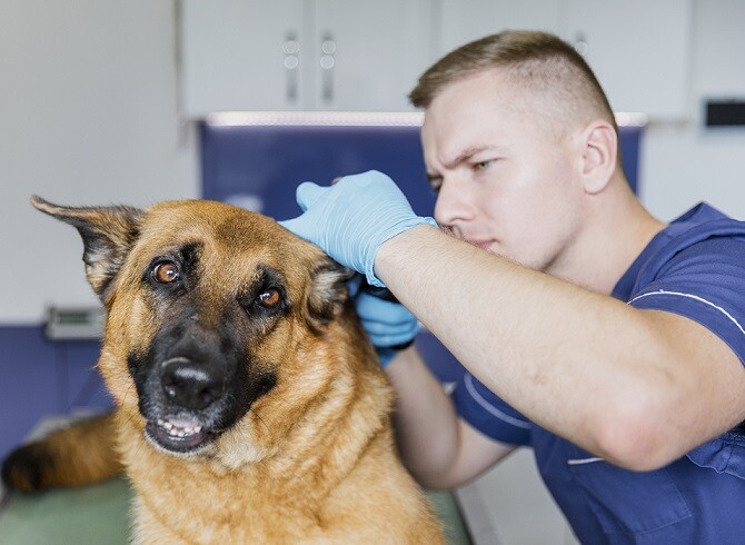 how to treat dog ear hematoma at home