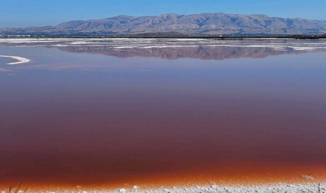 The Enchanting Pink Water Pond Santa Clara: A Natural Wonder