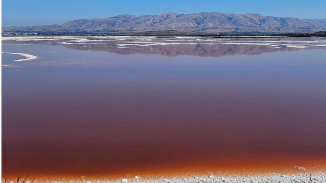 pink water pond santa clara